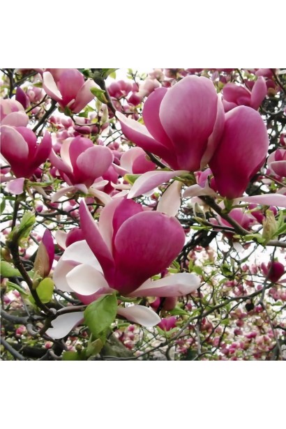 Магнолія суланжа Ломбарді Роуз